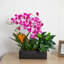 Arrangement floral mixte en pot-22592421