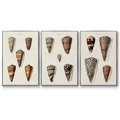 Ensemble de 3 pièces encadrées sur toile "Cone Shell Collection I"