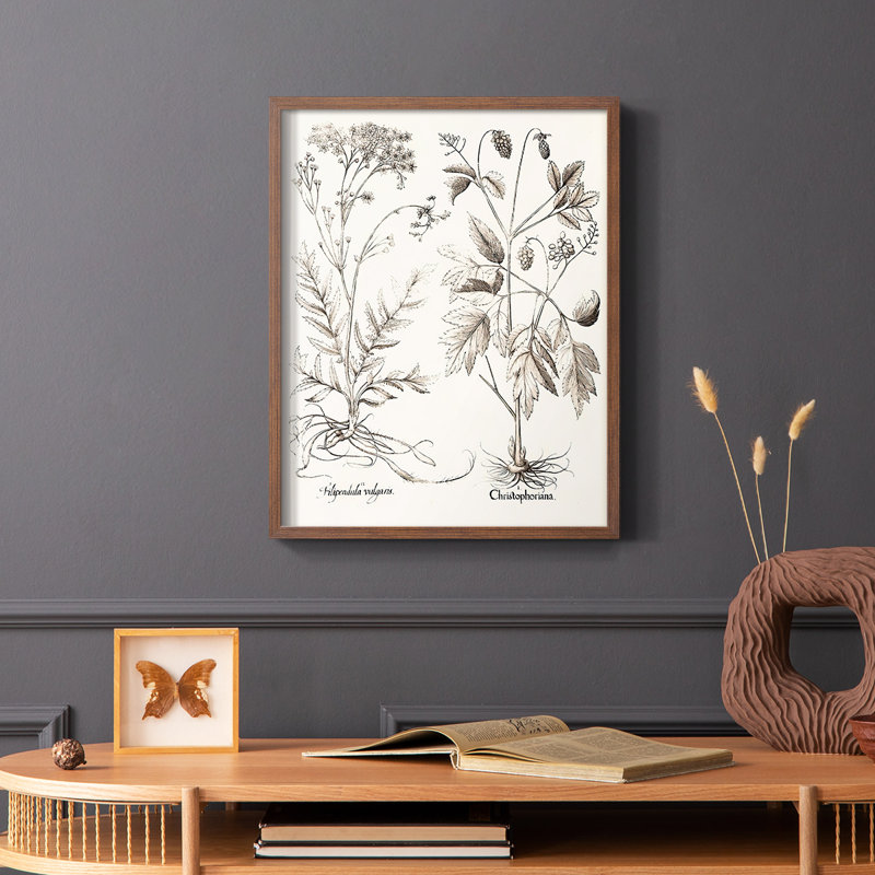 Sépia Besler Botanicals, reproduction d'art encadrée - bois massif, H 28 po x l 22 po, Brun
