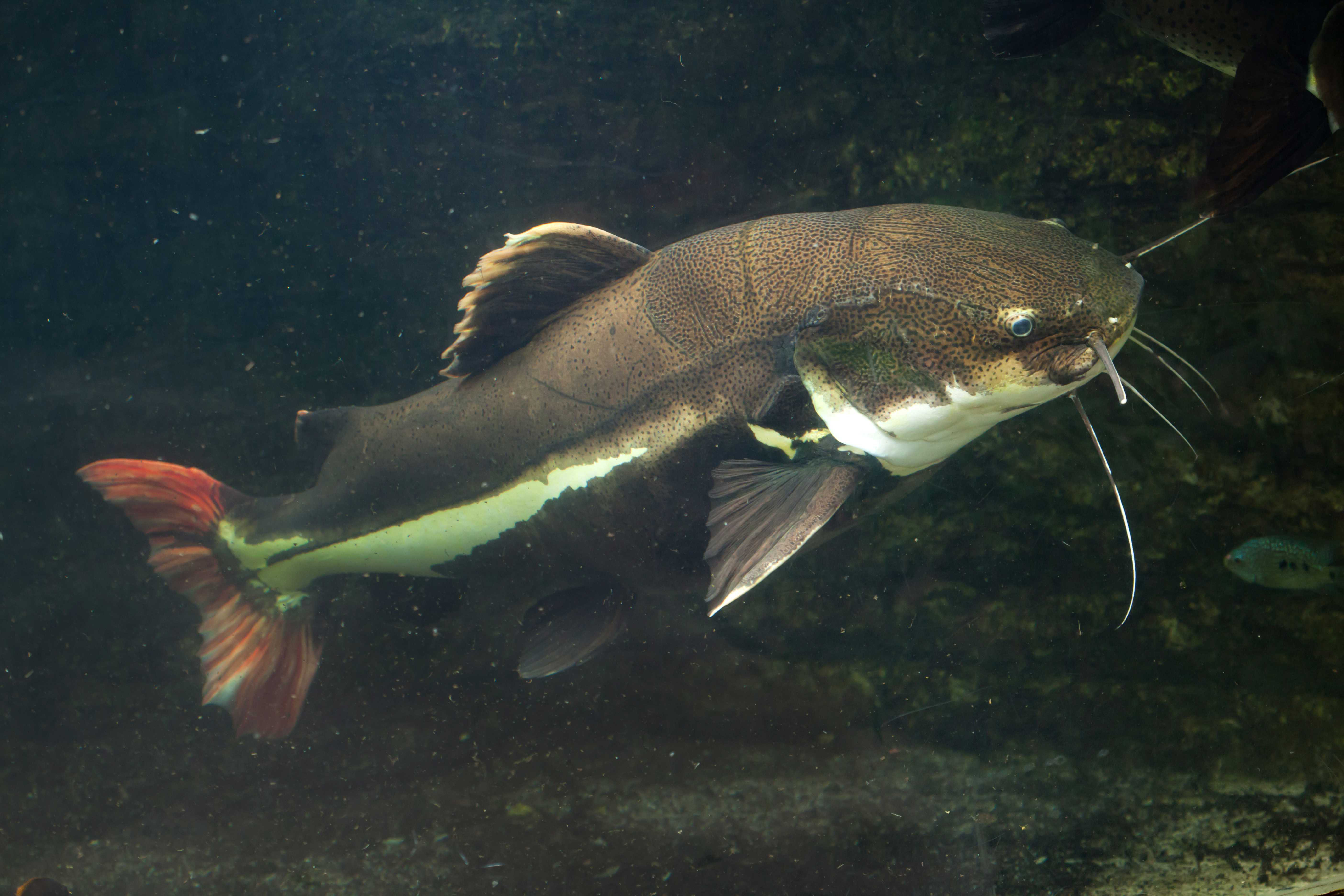 Redtail Catfish On Canvas by Wrangel Print