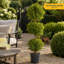 Topiary in Nursery Pot