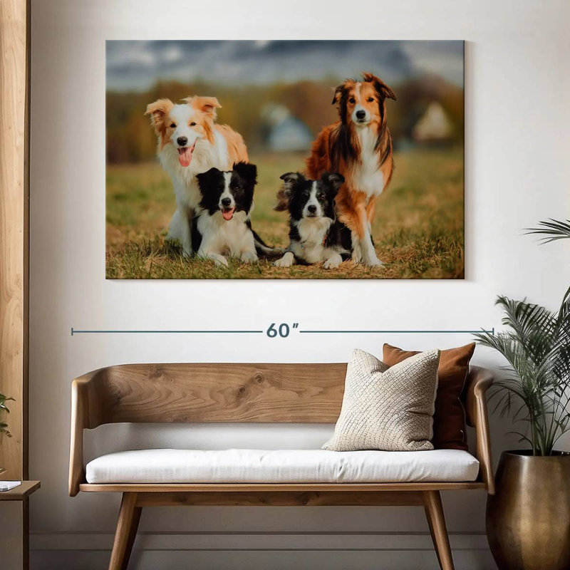 Crowle Border Collie Dogs