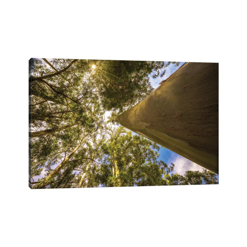 Magical Tree by Glauco Meneghelli - Gallery-Wrapped Canvas Giclée on Canvas, No Frame, 101.6 cm H x 66.04 cm W