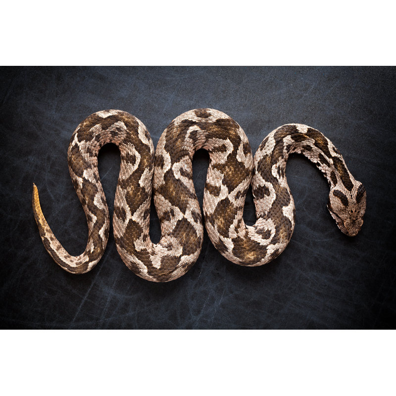 Viper Snake by Blackboard1965 - Wrapped Canvas Print, 81cm H x 122cm W