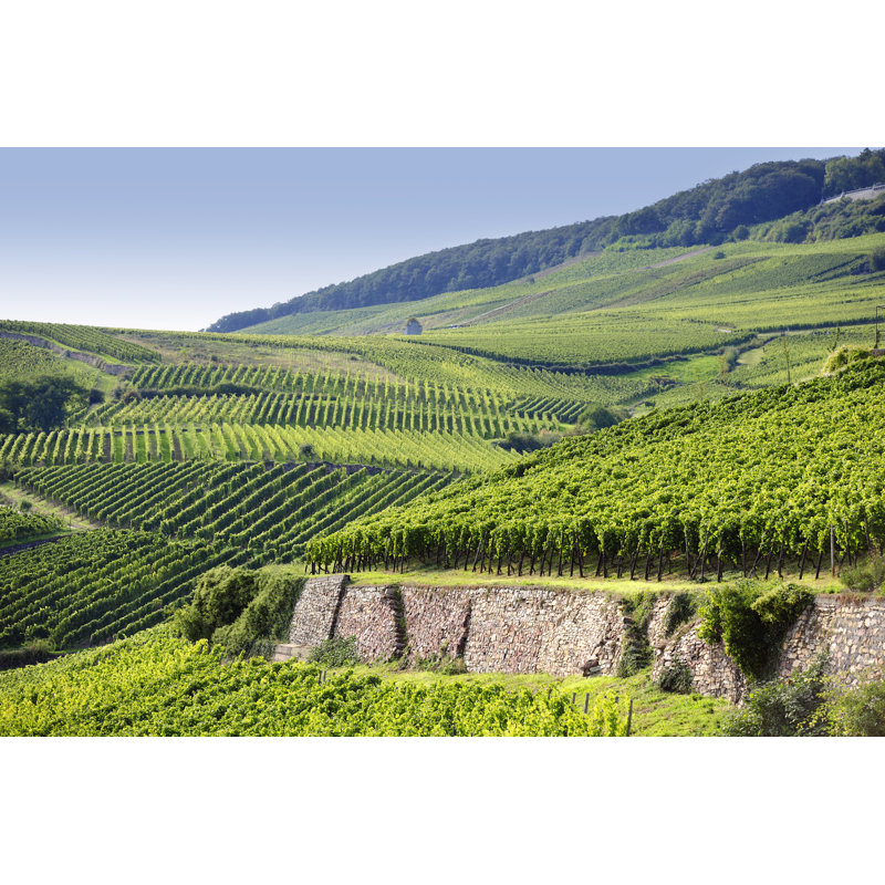 Une photo du vignoble Rheingau Riesling sur toile par Silberkorn, L 36 po x H 24 po