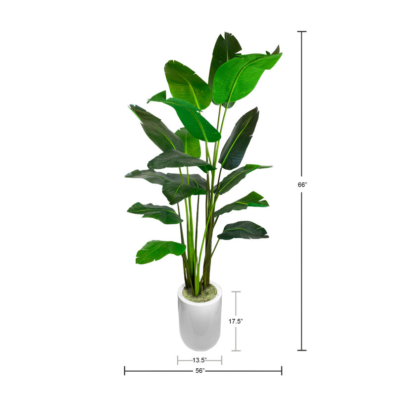 Green Bird of Paradise Tree in Pot, White
