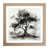 Oak selected