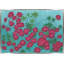 Magentas Print by Helen Parker-263654025