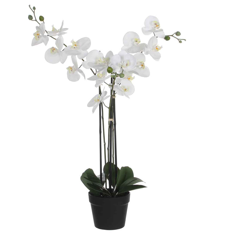 Orchid Arrangement in Pot, White