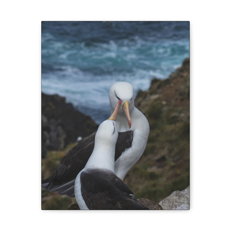 Wraps de la galerie «Albatross Couple», H 14 po x l 11 po