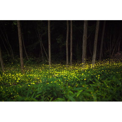 Des lucioles volent dans la forêt la nuit par Tdub303