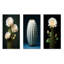 Cactus, isolement ivoire-1119969735-1119969733
