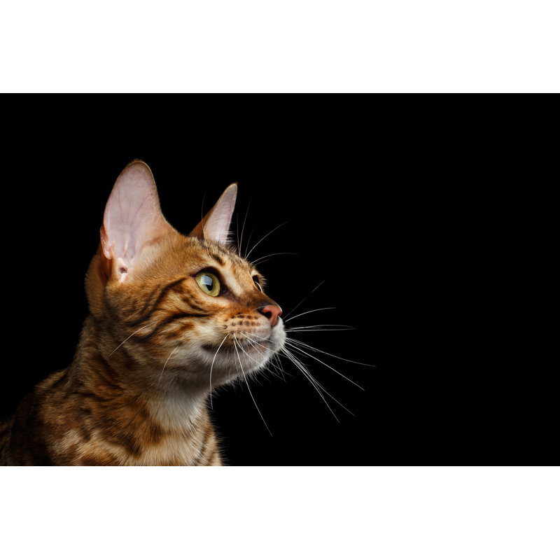 Bengal Kitten - Wrapped Canvas Rectangle Print, 30cm H x 46cm W x 3.8cm D