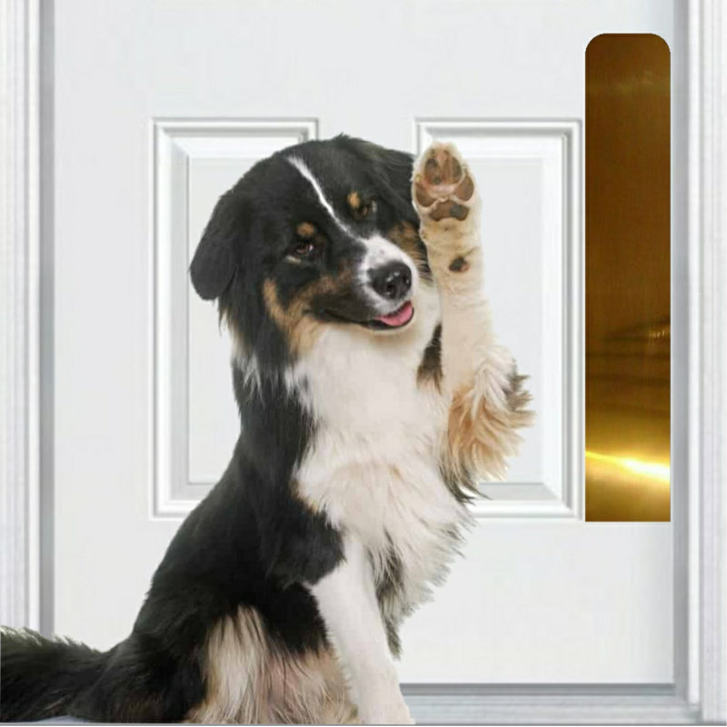 Accessoire de porte pour animal de compagnie Acrion, H 22 po x l 4 po x P 0,04 po, Laiton brillant