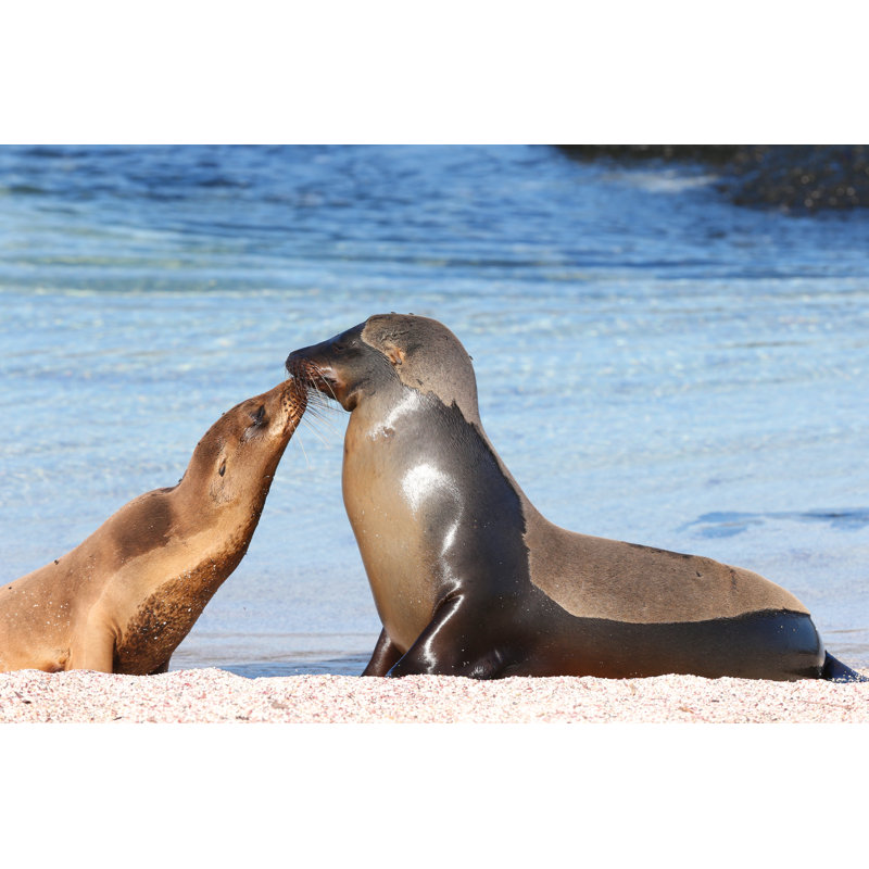 Otarie des Galapagos par Mantapoto, H 12 po x l 18 po