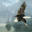 « flying eagle », impression sur toile-29479760-73579760-73579755