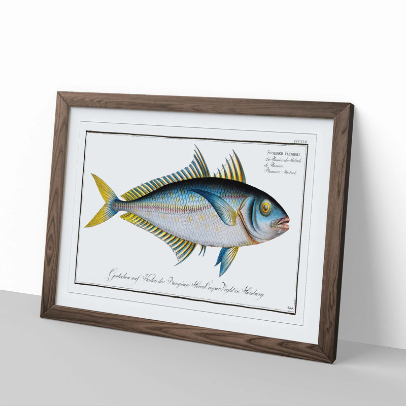 Plumier's Mackerel Fish by M.E. Bloch - Picture Frame Painting Print, Walnut, 35cm H x 50cm W x 2cm D