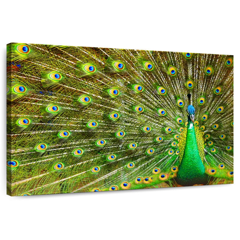 Brampt Showing Off Peacock Feathers, 20" H x 30" W