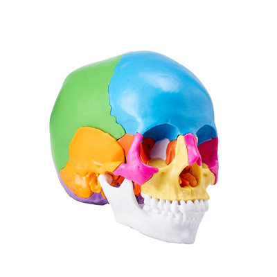 Human Skull Model, 22 Parts Human Skull Anatomy, Life-Size Painted Anatomy Skull Model, PVC Anatomical Skull, Detachable Learning Skull Model, for Pro