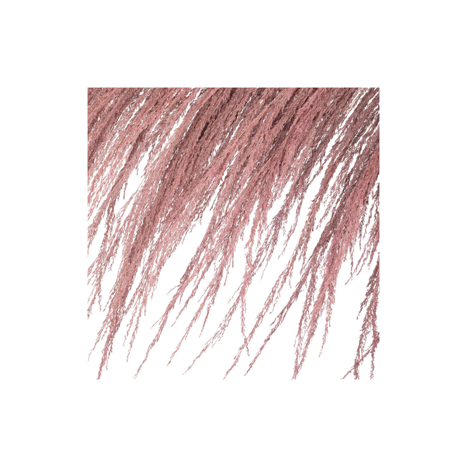 Lei 71'' Palm Plant, Dusty Rose