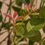 Rosier artificiel en pot Adcock Premium-54968084-54968080