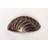 Palm Leaf  2 1/8" Centre Cup/Bin Pull-14973027