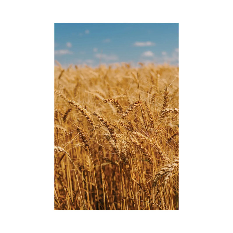Summer Wheat Fields 1 Piece Wall Art on Canvas, 30.48cm H x 20.32cm W x 1.91cm D, Wrapped Canvas