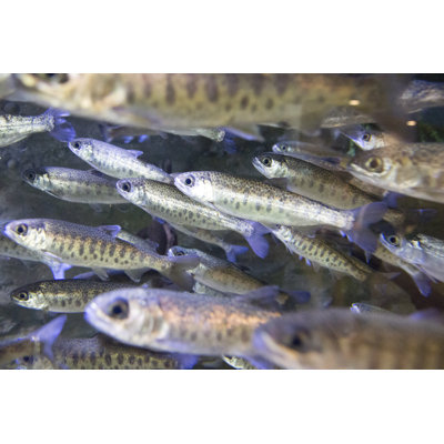 School of Coho Salmon par Hailshadow