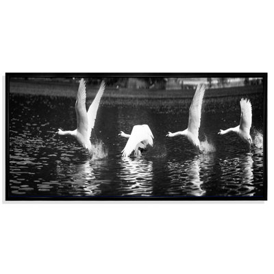 Photographie en noir et blanc de cygne - photographie sur toile