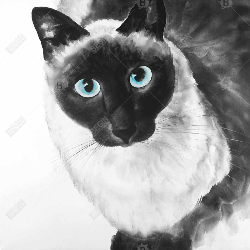 " Blue Eyes Siamese Cat "