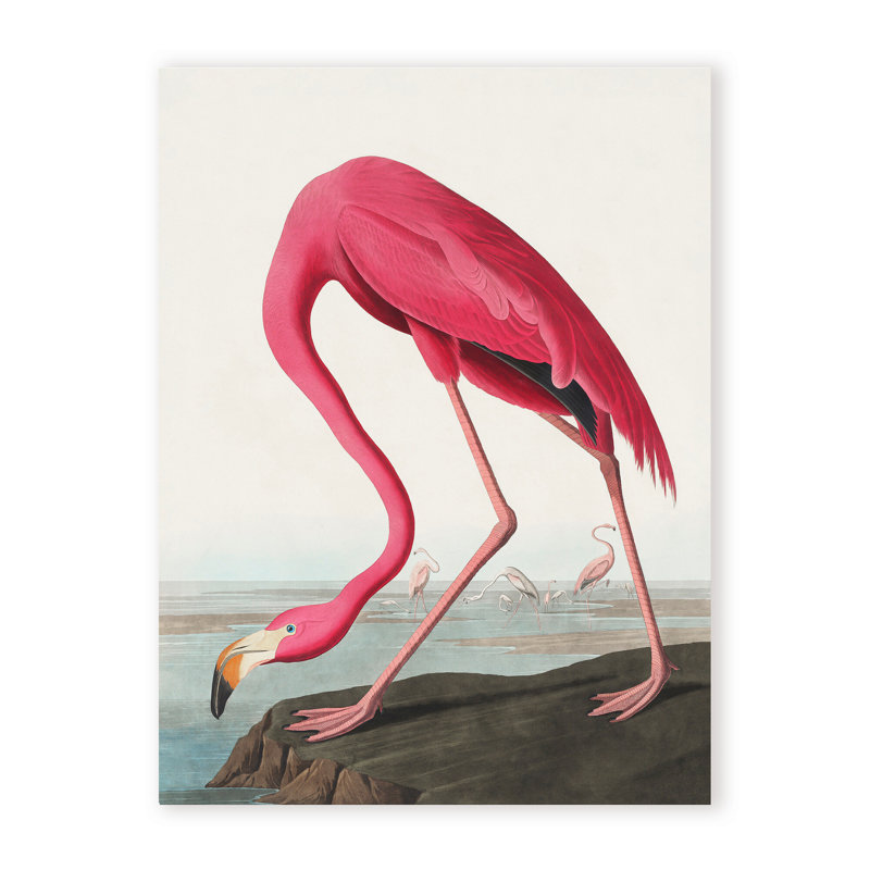 Coastal Retreat Pink Flamingo II From Birds Of America (1827), 24" H x 16" W x 1.5" D, Wrapped Canvas, Does Not Apply