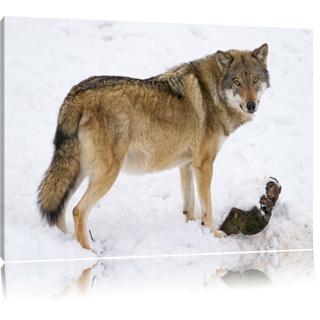 Leinwandbild Majestätischer Wolf im Schnee