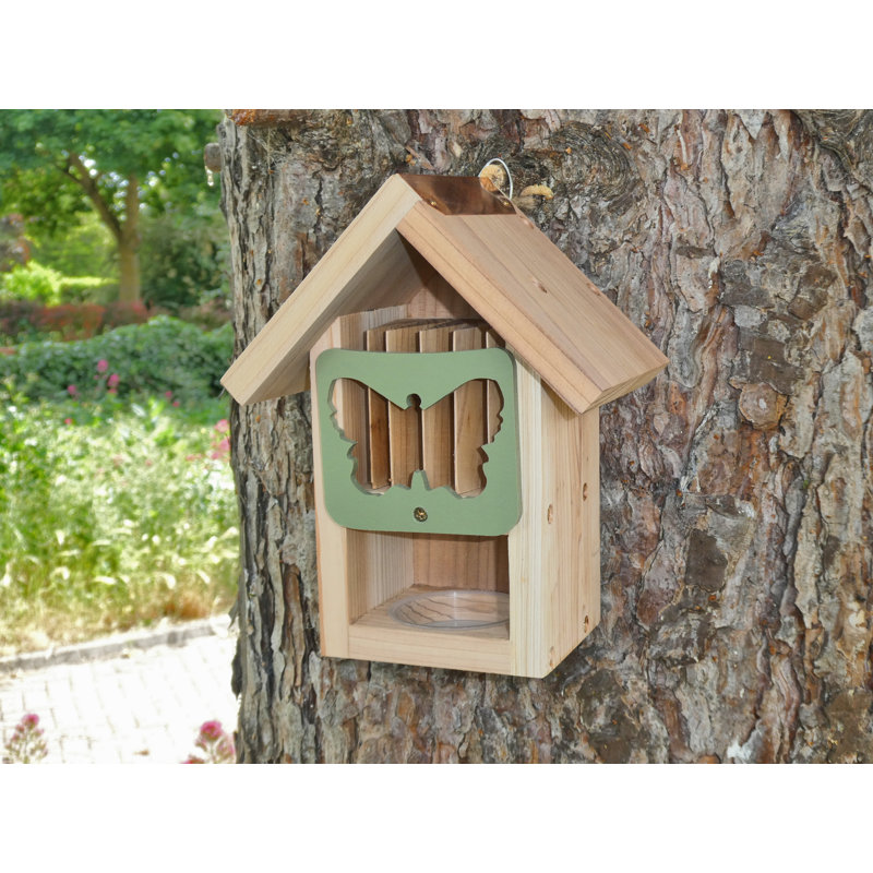 Nafni Mounted Butterfly House