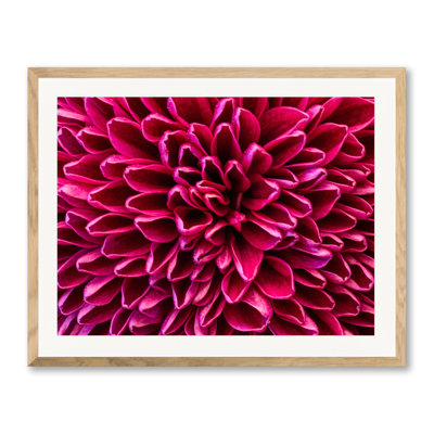 Pom Pom chrysanthemum purple Photographic Print by Harold Davis