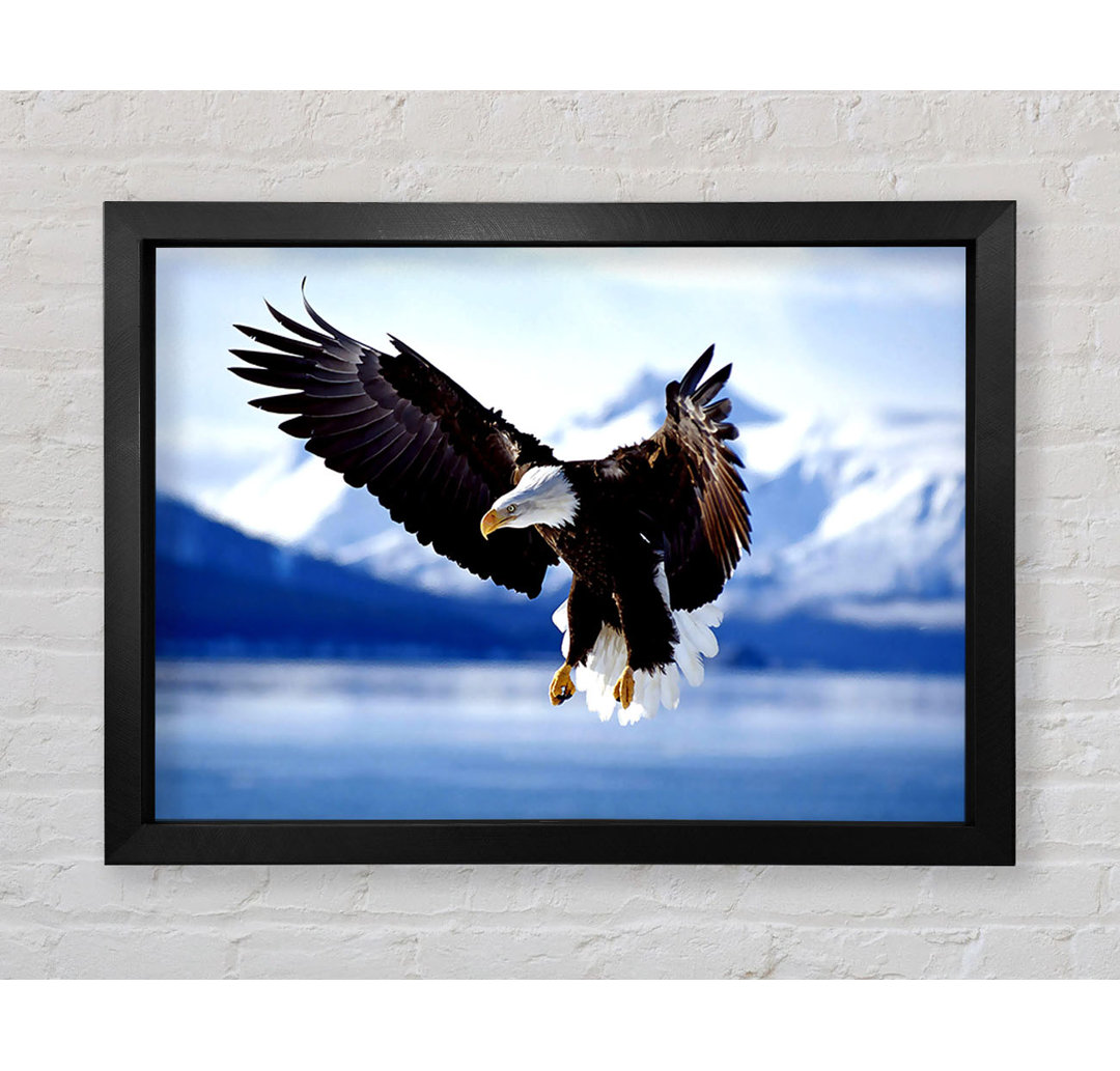 Gerahmtes Leinwandbild Bald Eagle In Flight Alaska