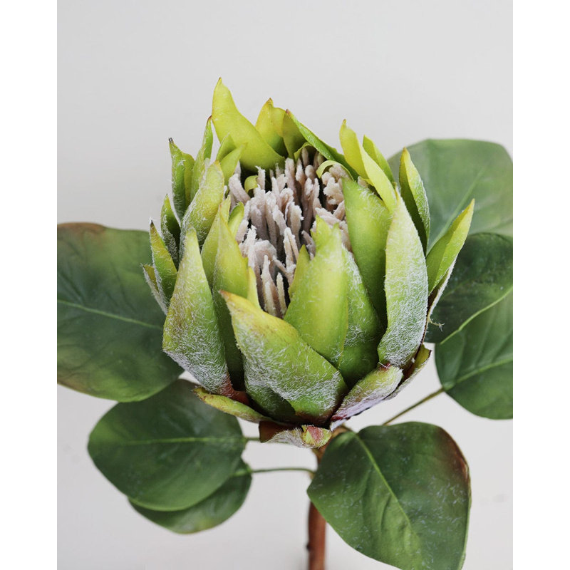 Green King Protea 23.5", Green