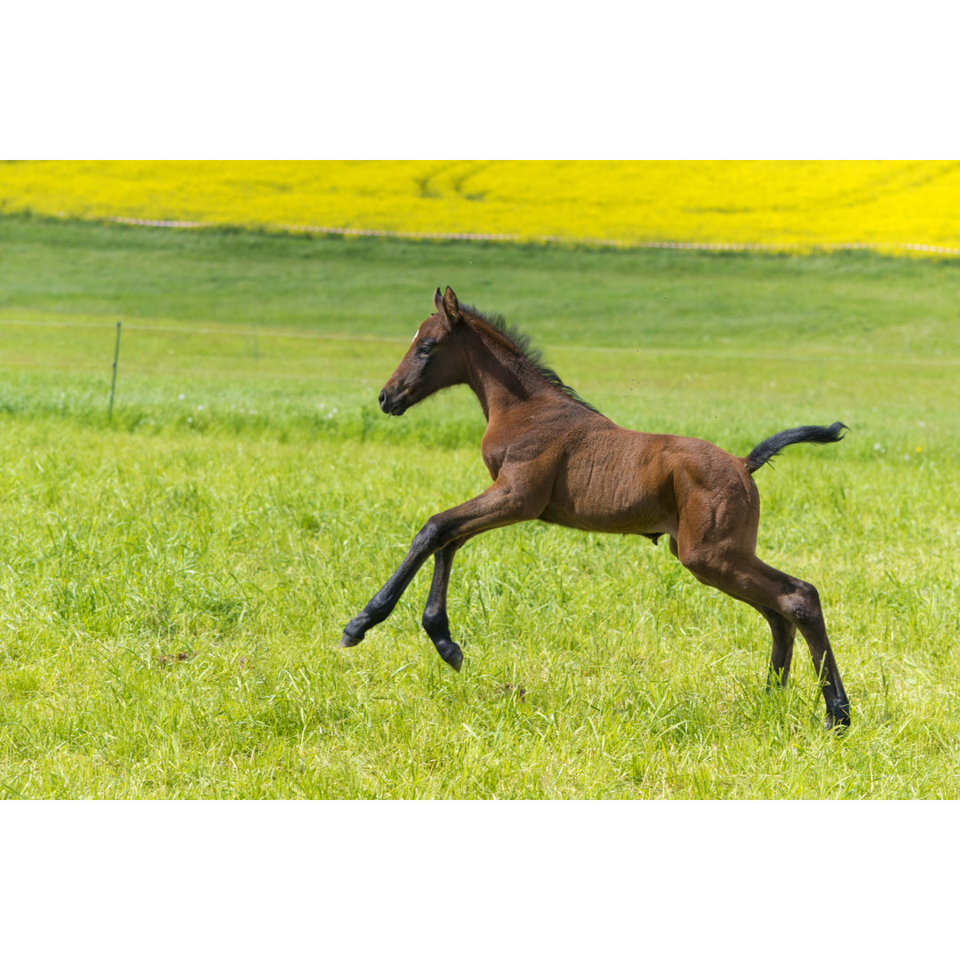 Funny Horse von Kerrick - Kunstdrucke auf Leinwand