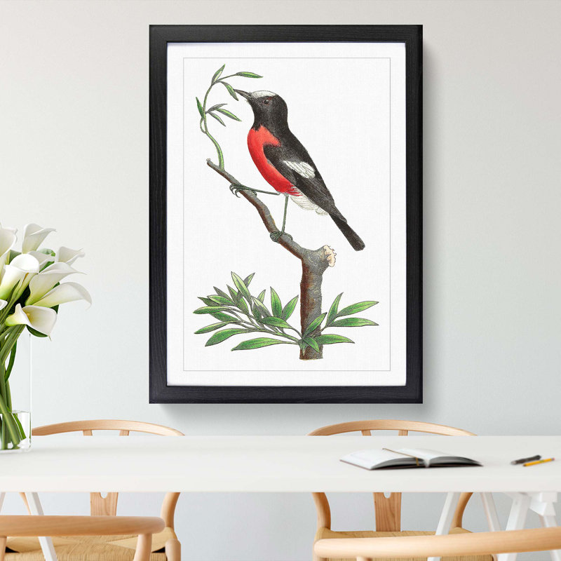 Red-Bellied Flycatcher Bird by George Shaw - Framed Print, 36cm H x 27cm W x 2cm D, Black Framed