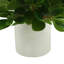 Plante de 18 po Peperomia