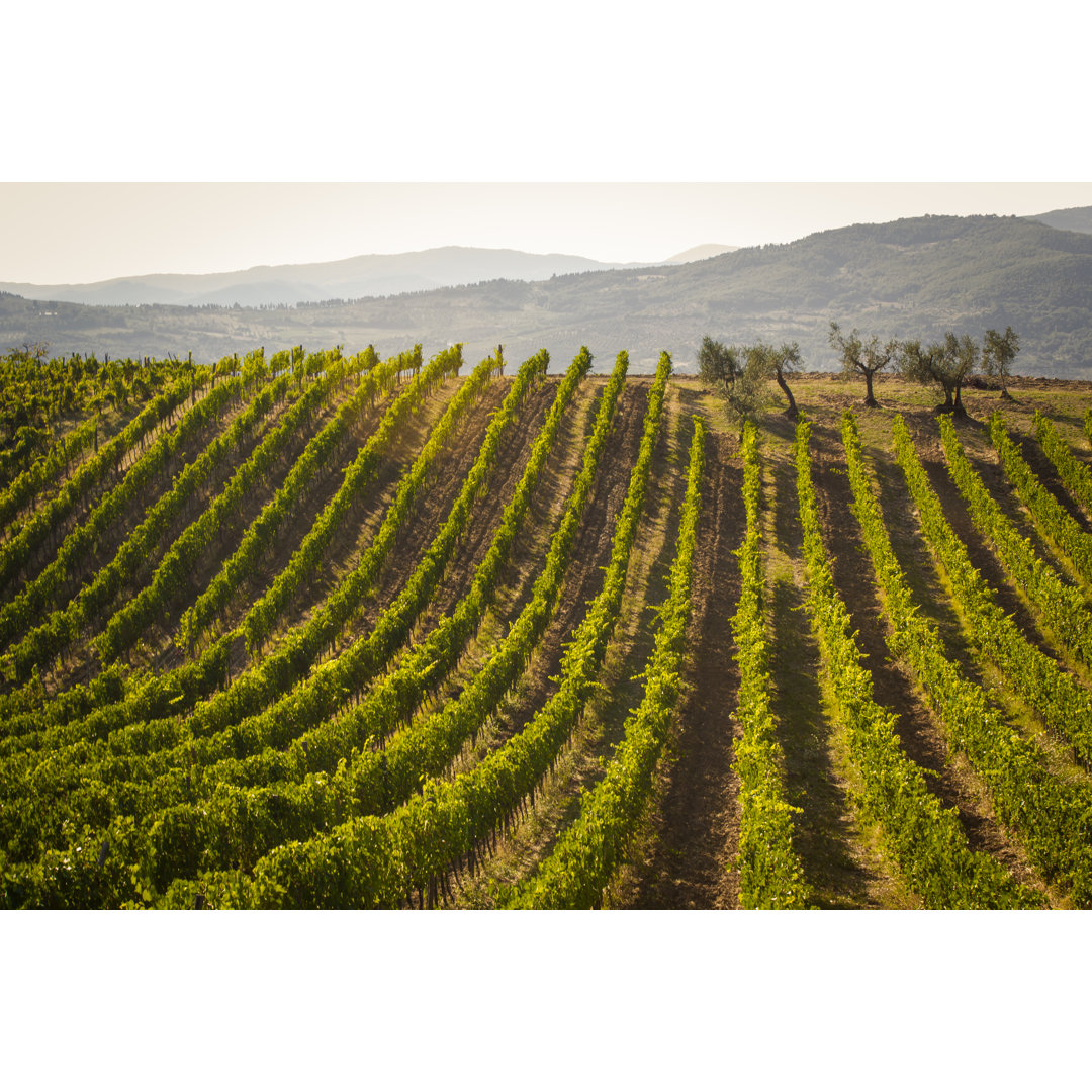 Tuscany Vineyard von Sissy_12 - Kunstdrucke auf Leinwand