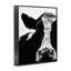 «Cow Close Up», reproduction de photo-952545449-954452667