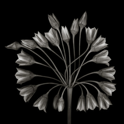 Allium Bulgaricum Flower Head by OGphoto - Wrapped Canvas Print