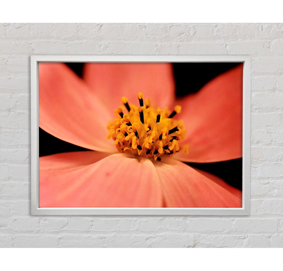 Orange Petal Beauty - Einzelner Bilderrahmen Kunstdrucke auf Leinwand