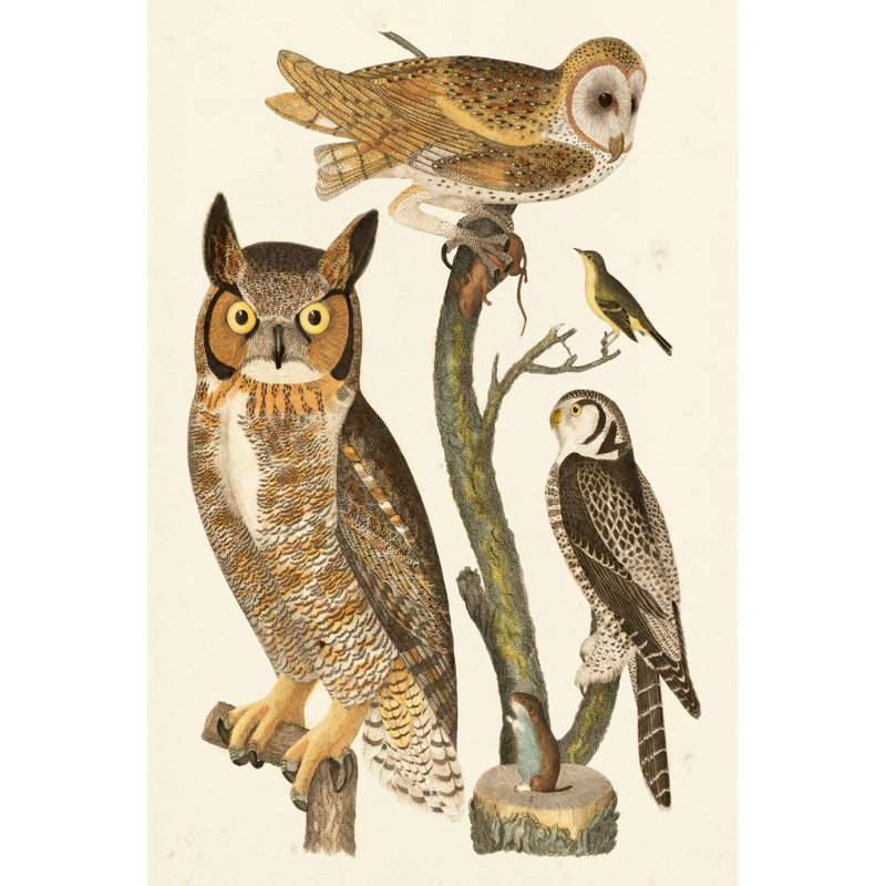 Wilson Owls I, H 36 po x l 24 po x P 1 po