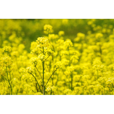 Wild Mustard by 2ndLookGraphics - Print