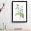 Autumn Damask Rose by Pierre-Joseph Redoute - Single Picture Frame Painting-55456893-55456892
