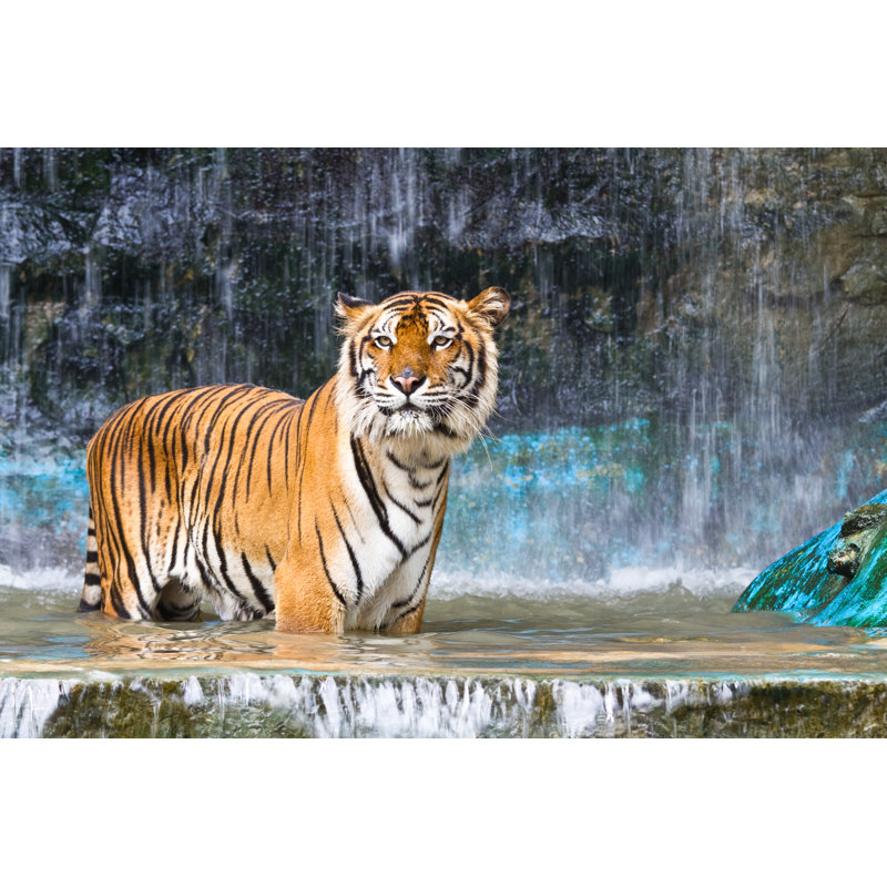 Tigre par Konmesa - Photographie sur toile tendue, L 12 po x H 8 po