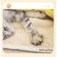 Couvertures pour chiens
