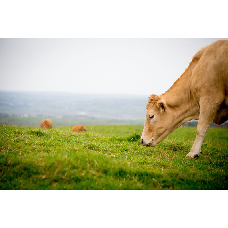 Red-Haired Cow Eating Fresh Green Grass On A Field - Wrapped Canvas Print, 30cm H x 46cm W