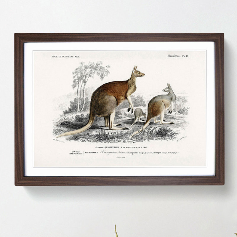 Red Kangaroos by Charles D' Orbigny - Picture Frame Painting Print, 27cm H x 36cm W x 2cm D, Walnut Framed